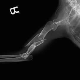骨折の外科的固定方法 | 動物病院ハートランド 水戸動物CTセンター