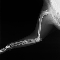 骨折の外科的固定方法 | 動物病院ハートランド 水戸動物CTセンター